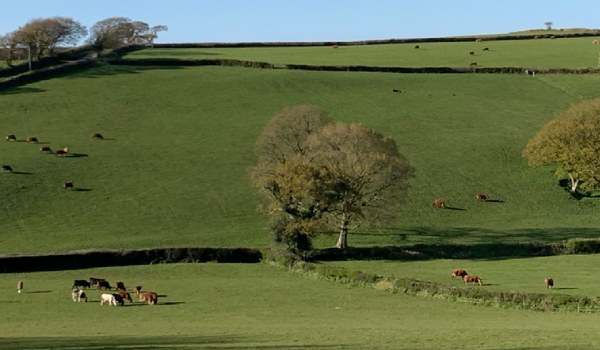 View of the Red Down in Egloskerry with cows and sheep in the field.