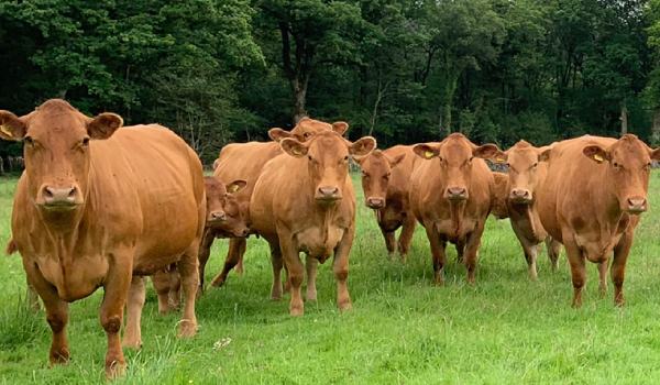 South Devon cattle in a field.