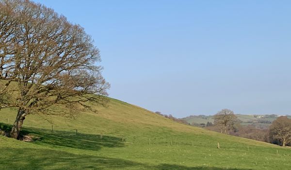 Oak tree on Red Down near Egloskerry