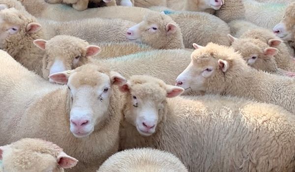 Polled Dorset sheep.