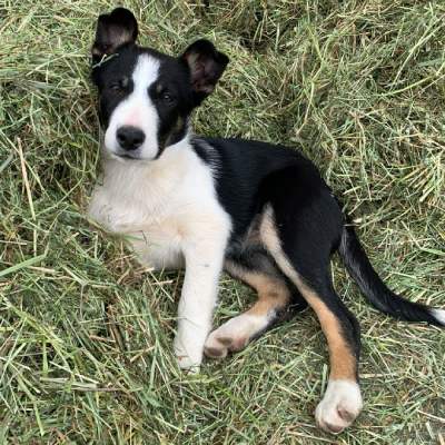 Tess the border collie sheepdog lying on freshly cut silage.