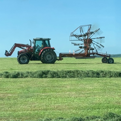 Loader tractor with rake on back with rows of fresh grass in foreground.
