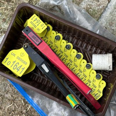 Calf tagging equipment.